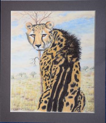 Portrait of a rare King Cheetah