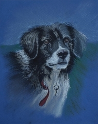 Sheepdog portrait