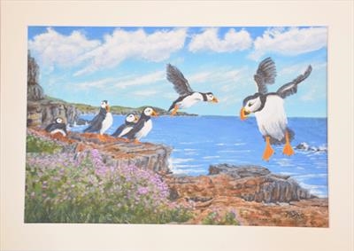 Welsh Puffins