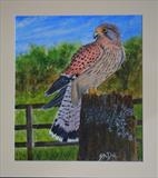 A Male Kestrel by Chubby-ArtStudio, Painting, Acrylic on paper
