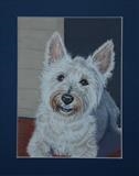 My Simba - A Westland Highland Terrier by Chubby-ArtStudio, Painting, Pastel on Paper