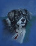 Sheepdog portrait by Chubby-ArtStudio, Painting, Pastel on Paper
