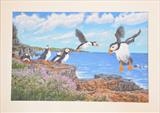 Welsh Puffins by Chubby-ArtStudio, Painting, Acrylic on paper